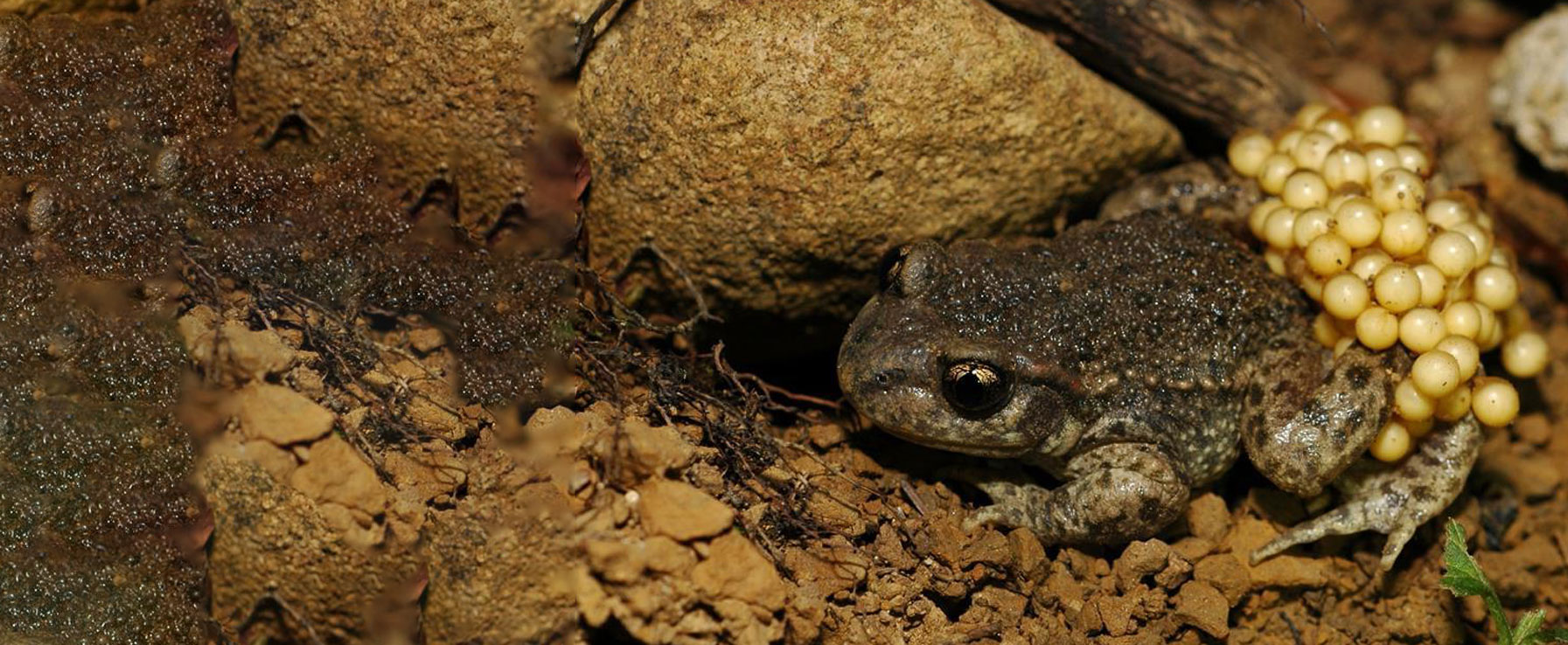 Heimat für den «Glögglifrosch»