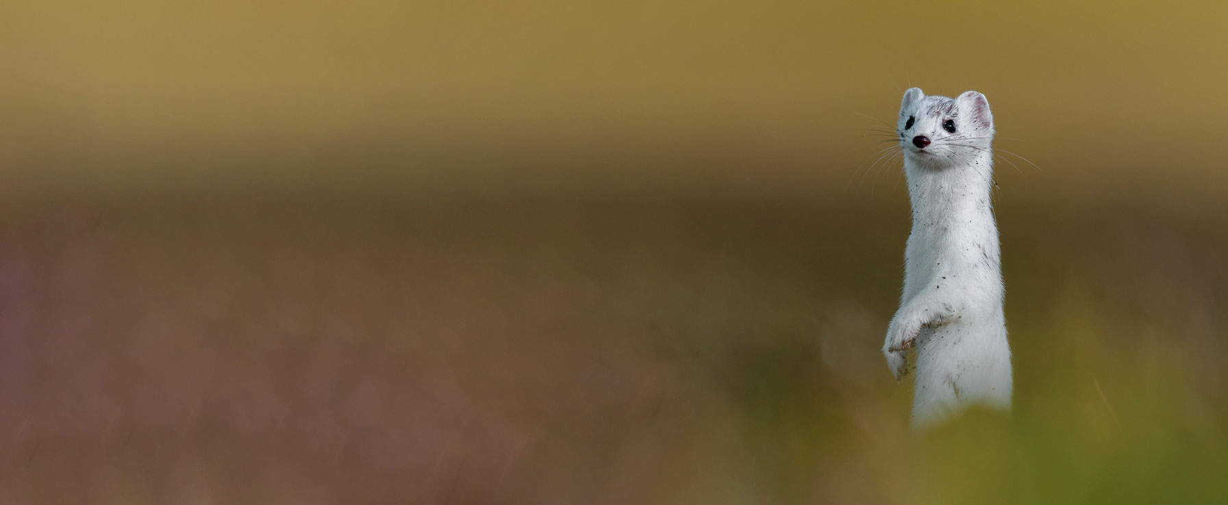 Hermelin im Winterkleid