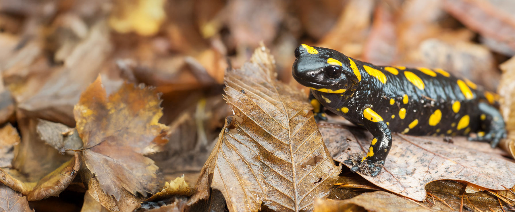 Lebensraum für Salamander & Co